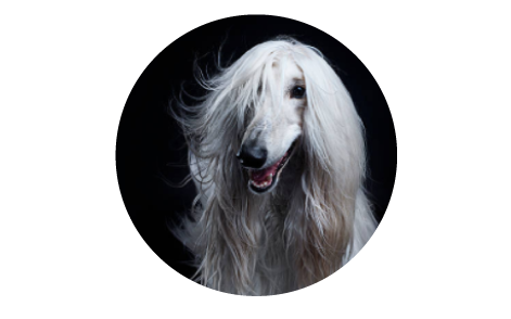 white dog